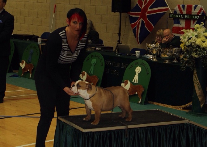 Bulls Save The Queen - Northumberland & Durham Bulldog Club Championship Show UK