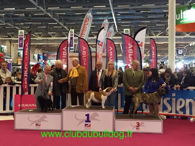 Bulls Save The Queen - Salon de l'agriculture 2015