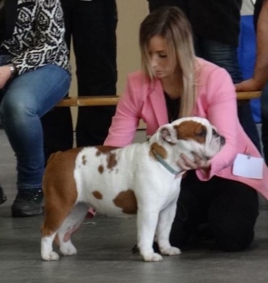 Bulls Save The Queen - Kortrijk ( Belgium ) dogshow