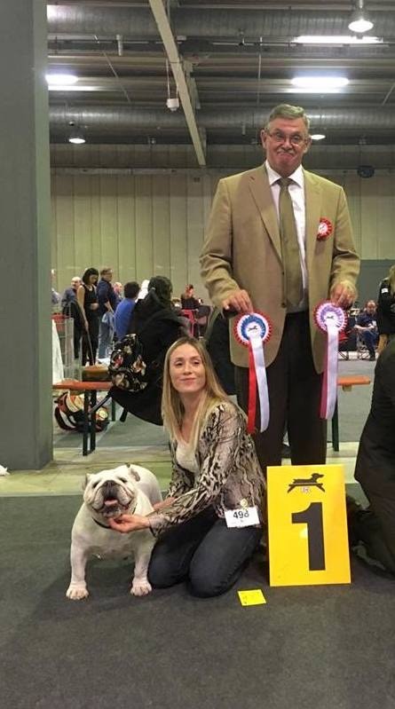 Bulls Save The Queen - Luxembourg dog Show mars 2017