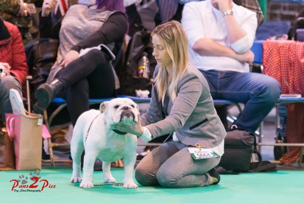 Bulls Save The Queen - CRUFTS 2017