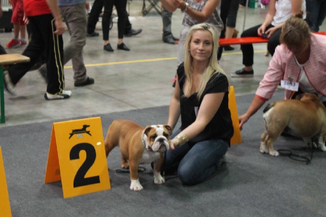 Bulls Save The Queen - Luxembourg Dog Show ( 30.08.15 )