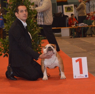 Bulls Save The Queen - Brussels Dog Show 2013