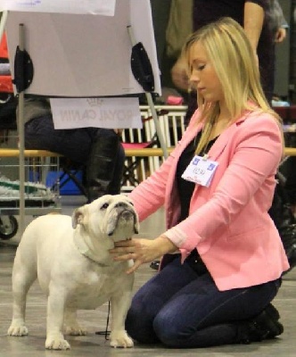 Bulls Save The Queen - EurodogShow Kortrijk  17.11.13