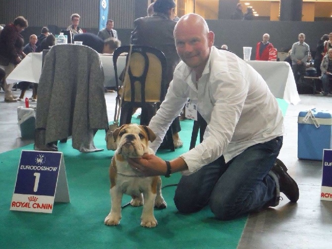 Bulls Save The Queen - Kortrijk ( Belgique ) dogshow