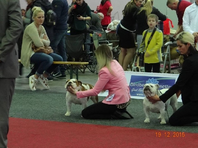 Bulls Save The Queen - Bruxelles Dog Show 19/12/15