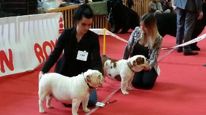 Bulls Save The Queen - Exposition nationale Amiens (05/03/16)