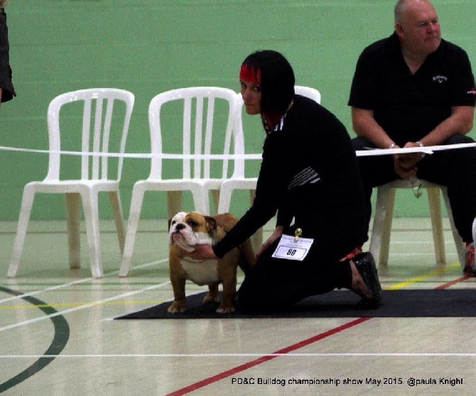 Bulls Save The Queen - PD&C Bulldog Champ Show ( UK ) 3 mai 2015