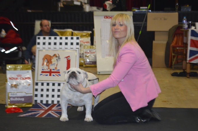 Bulls Save The Queen - The British Bulldog Club (UK) Breed Championship Show