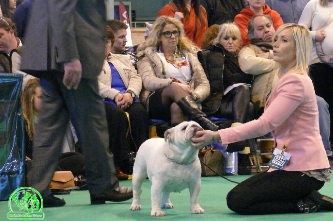 Bulls Save The Queen - CRUFTS 2015