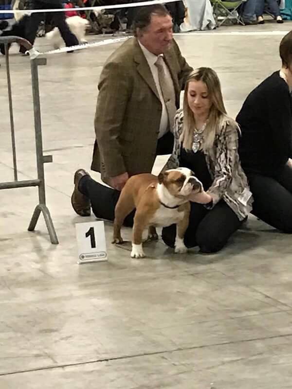 Bulls Save The Queen - Weelde Dog show ( Belgique )