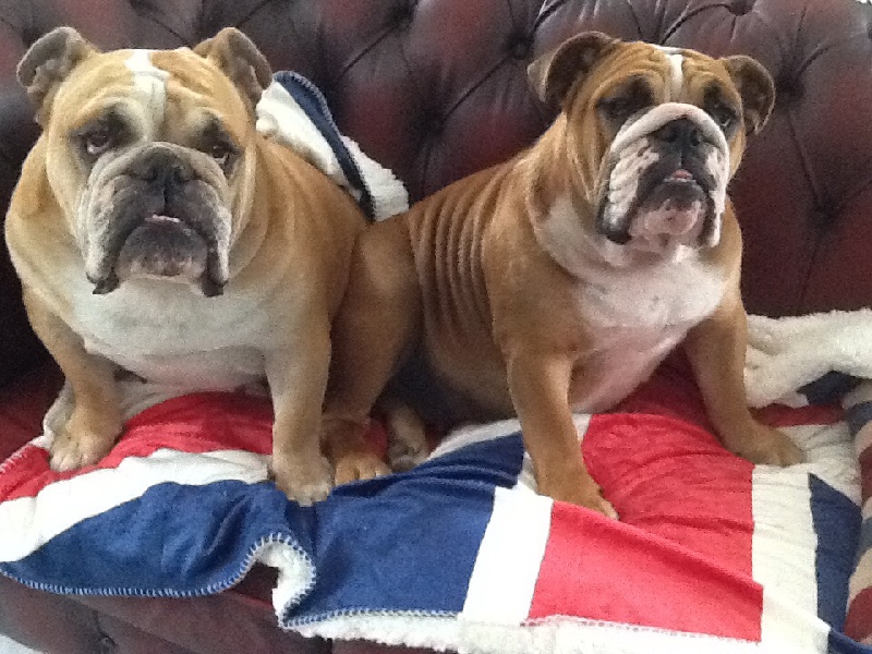 Nos Bulldogs au quotidien ...